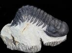 Bargain Crotalocephalina Trilobite #43450-1